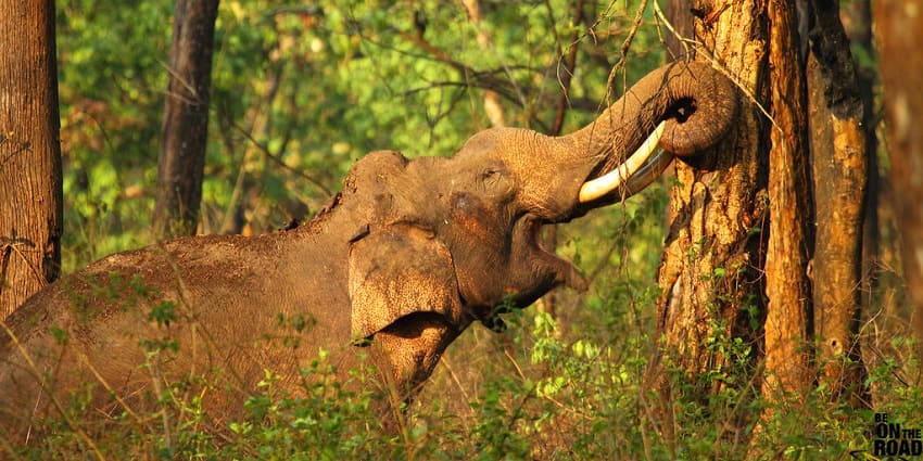 An image of Elephants playing in Kabini that is one of the best thing to see in Nagarhole.