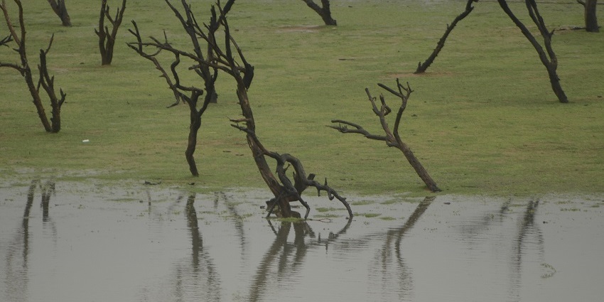 A scenic view of Koonthankulam Bird Sanctuary, featuring diverse birds and lush wetlands.