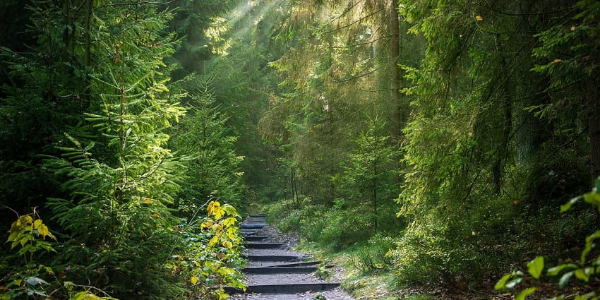 A picture of Kushmi Forest in Gorakhpur, a natural sanctuary filled with greenery and wildlife