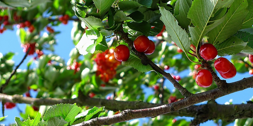 Explore the lush orchards and taste the freshness of Ramnagar's fruits.