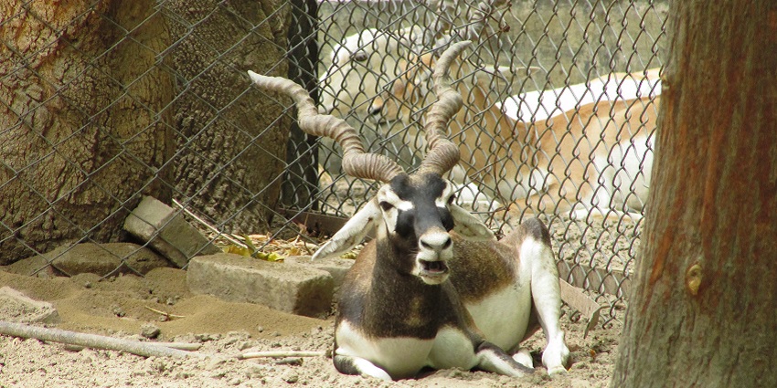 An image of Blackbuck sitting gracefully in Lucknow Zoo, showing its distinctive antlers.