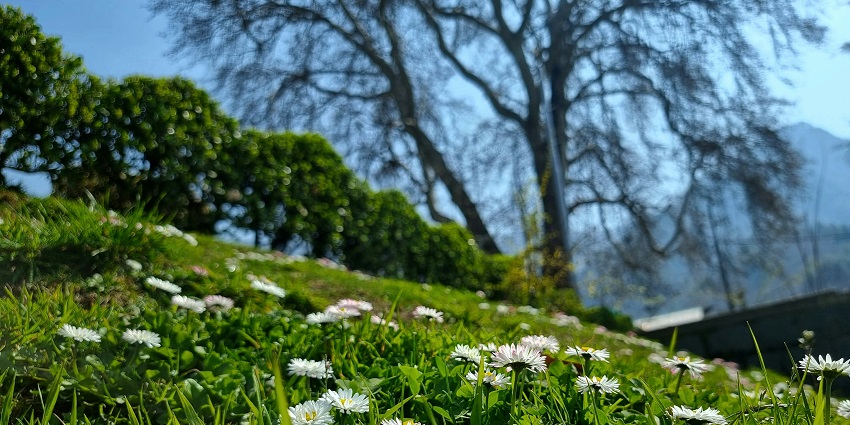 Shalimarg Bagh is one of the most beautiful Mughal gardens to see colourful flowers.