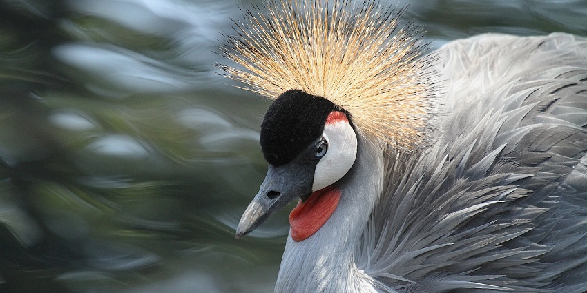 Explore Pangot bird sanctuary,an interesting thing to do in Pangot.