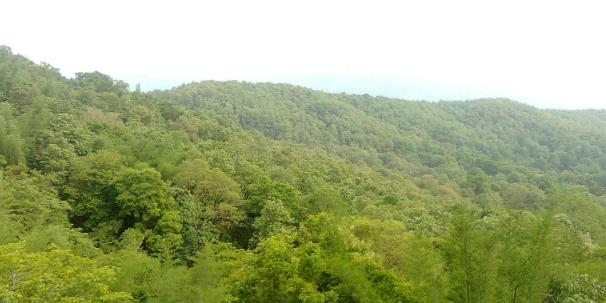 A picture of Parambikulam Wildlife Sanctuary, showcasing the rich biodiversity and culture.