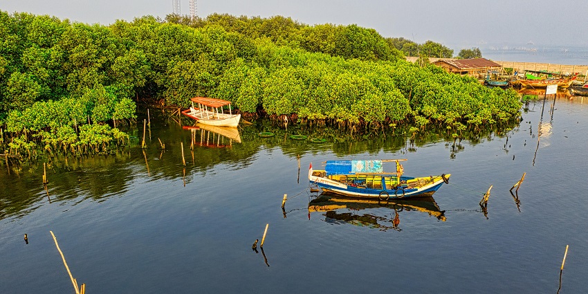 A picture of two beautiful boats in water covered by green mangrove palms.