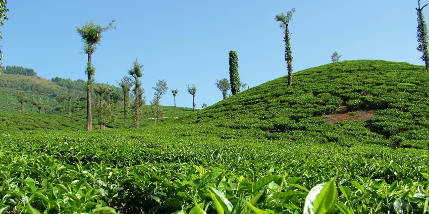 Chalsa Tea Estate is known for its scenic beauty and vast stretches of lush plantations.