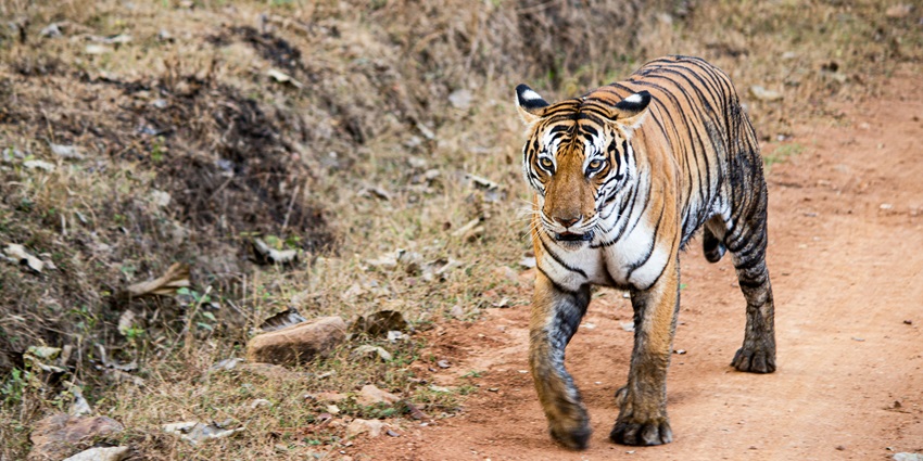A picture of a leopard spotted at the beautiful <a href=