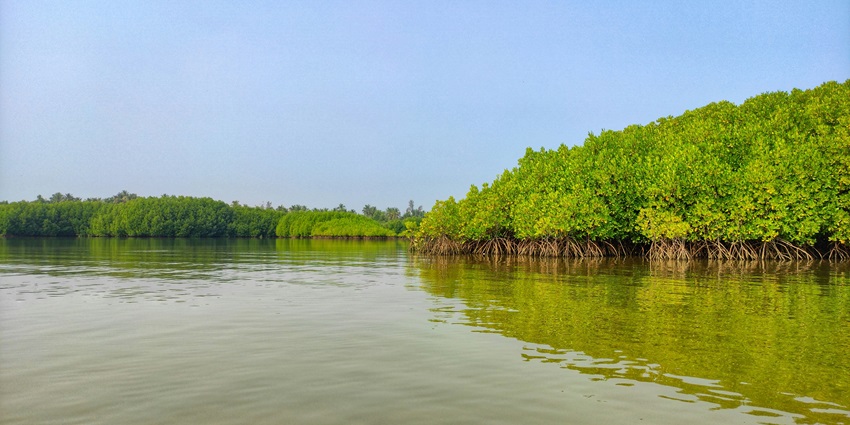 Enjoying bird watching at Mangrove Tourist Complex is one of the top Things To Do In Bakkhali.