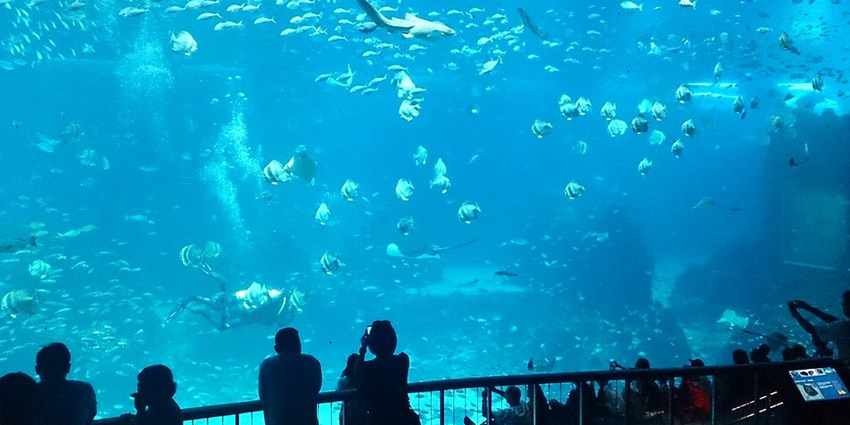 Bangalore Aquarium features diverse marine life and educational experiences for visitors