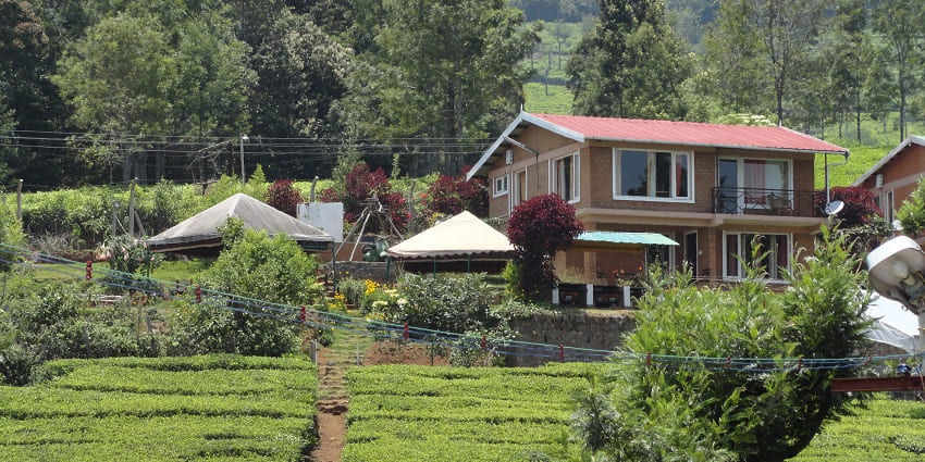 Exploring expansive tea gardens, one of the best things to do in Ooty within a 2-day visit.