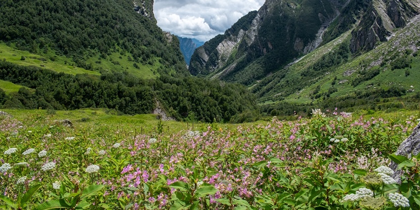 Discovering the Valley of Flowers National Park is one of the top things to do in Uttarakhand.