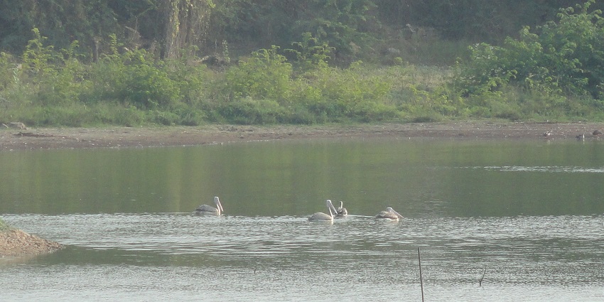 A picture of Vellode Birds Sanctuary, featuring a calm water body surrounded by lush greenery.