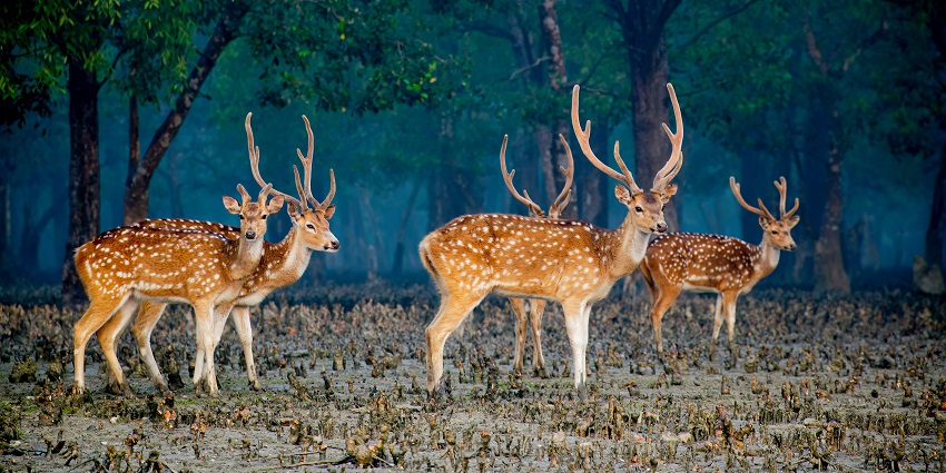 Spotting tigers and deers in Sundarbans, is one of the fun things to do in Kolkata.