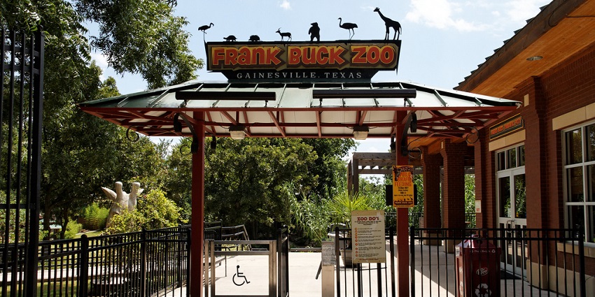 The sight of a beautiful giraffe at the Frank Buck Zoo, Gainesville for travellers.