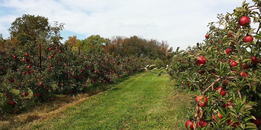 Places to visit in Ramgarh include orchards offering fresh fruits and picturesque views.