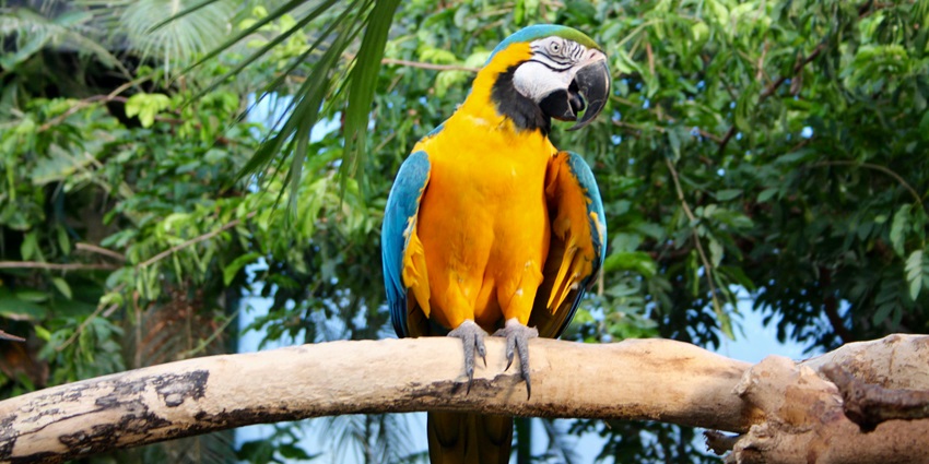 The view of a parrot at Fundera Park, amongst the best places near Jalagamparai Waterfalls.