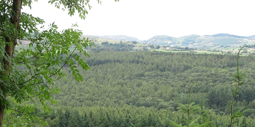 A picture of a dense forest with a blanket of lush greenery and tall trees
