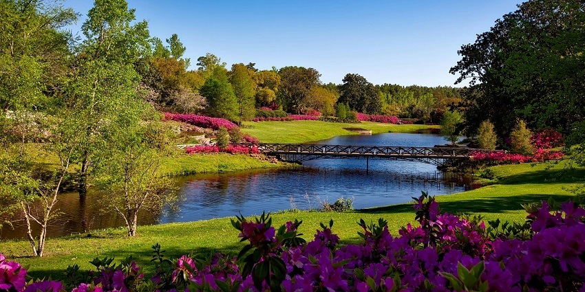 An image showing a green-leafed tree beside a body of water, reminiscent of Gandhi Park.