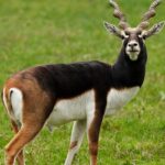 A blackbuck at the Gangotri National Park, the third-highest wildlife sanctuary in India.