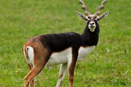 A blackbuck at the Gangotri National Park, the third-highest wildlife sanctuary in India.