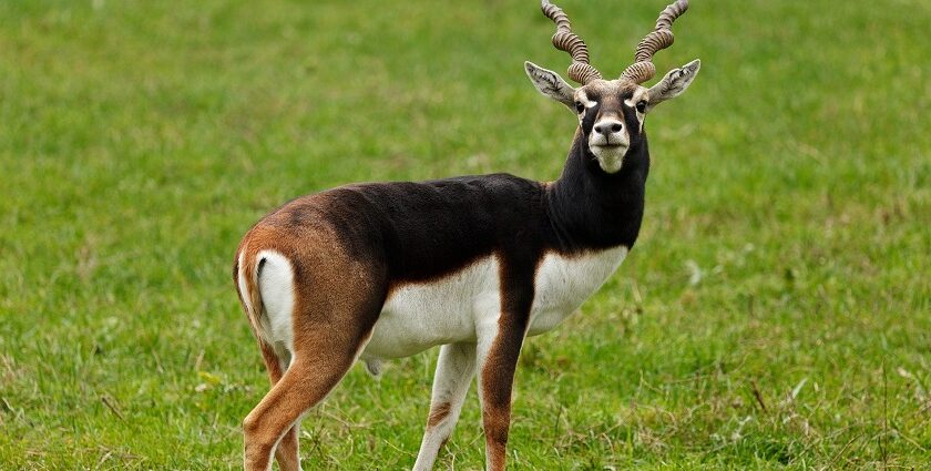 A blackbuck at the Gangotri National Park, the third-highest wildlife sanctuary in India.