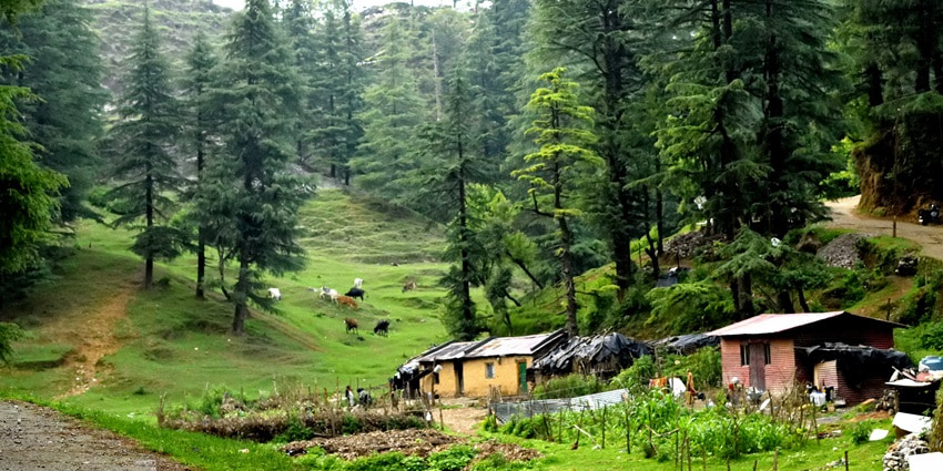 A picture of the vast estate at the George Everest House with tall trees and green gardens all around