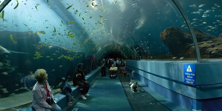 Ocean Voyager Tunnel in Georgia Aquarium with several fishes swimming and people watching