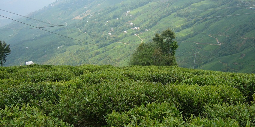 The beautiful tea gardens seen from Giddapahar Viewpoint in West Bengal