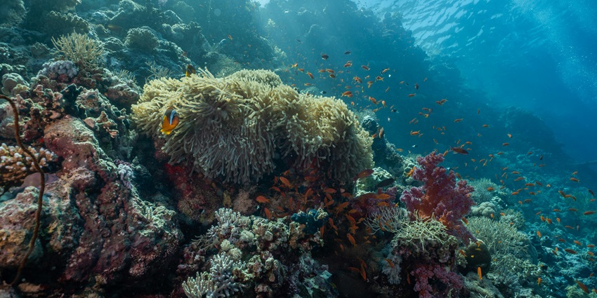 A picture of surroundings captured while scuba diving at Mumbai’s Girgaon Chowpatty.