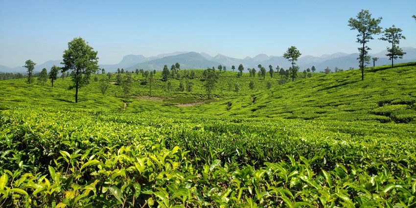 Misty hills and serene views at Glenmorgan, one of the top places to visit in Mudumalai.