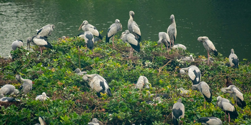 Flock of birds resting on a lush green hill at Corbett National Park, Assam.
