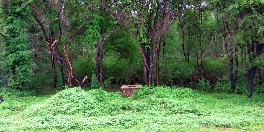 The beautiful Narayanpur Forest is one of the top scenic attractions in Asansol