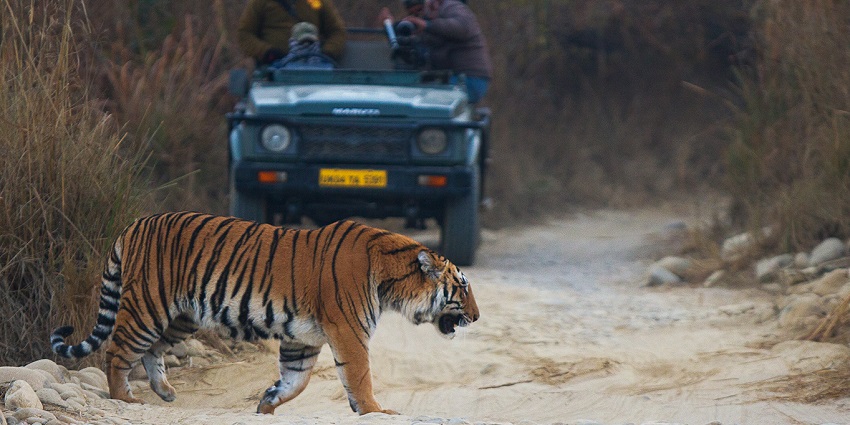 Things to do in Jim Corbett include the safari adventure through the dense forests.