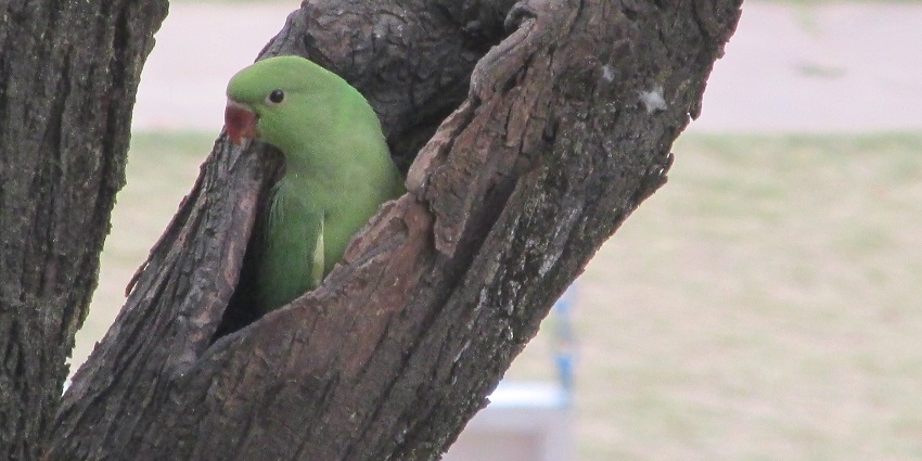 Wildlife safari in Dehradun is the best activity in Uttarakhand for animal lovers.