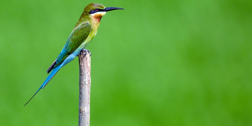 Birdwatching activity in Chinnamanur wetlands in one of the best things to do in Theni