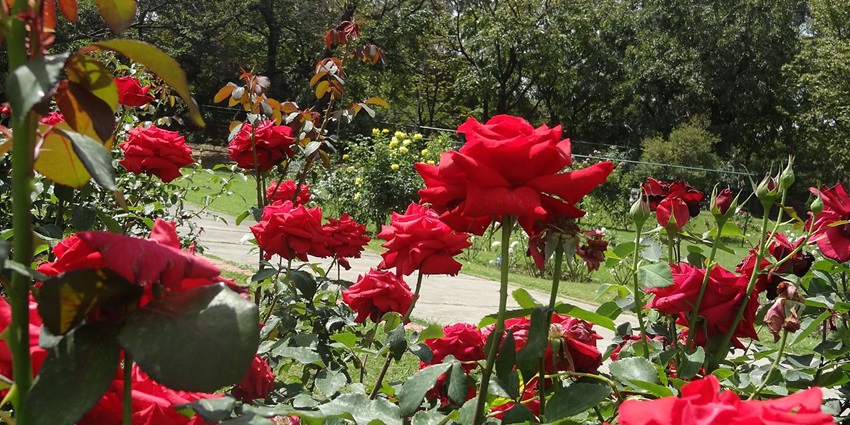 Rose garden at Golap Bagh is a captivating place to visit in Bardhaman