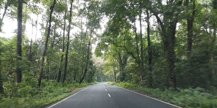 Diverse flora and fauna covering the surroundings of this offbeat place in Dooars