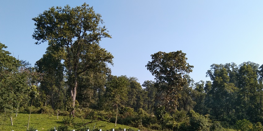 Gorumara National Park, an ideal haven for wildlife enthusiasts