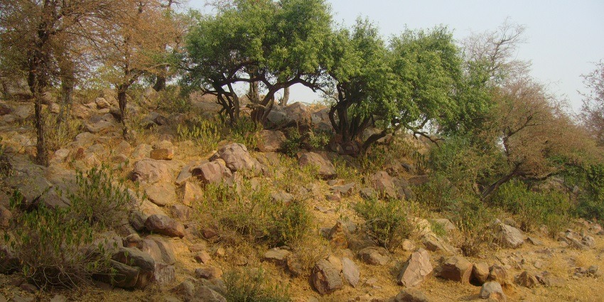 An image showing the sacred Govardhan Hill, a significant pilgrimage site with rocky terrain.