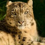 An image of a white snow leopard at the Govind Wildlife Sanctuary in Uttarkashi.