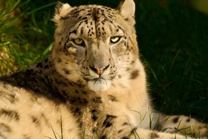 An image of a white snow leopard at the Govind Wildlife Sanctuary in Uttarkashi.