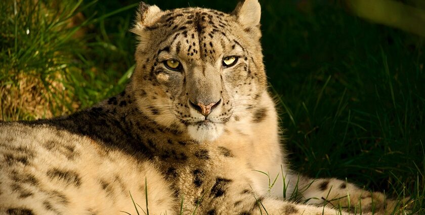 An image of a white snow leopard at the Govind Wildlife Sanctuary in Uttarkashi.