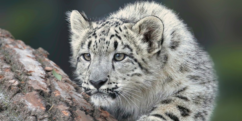 Discover the hidden treasures of Govind Wildlife Sanctuary located in Uttarakhand, India.