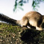 Close-up of an Indian giant squirrel perched on a branch with greenery behind.