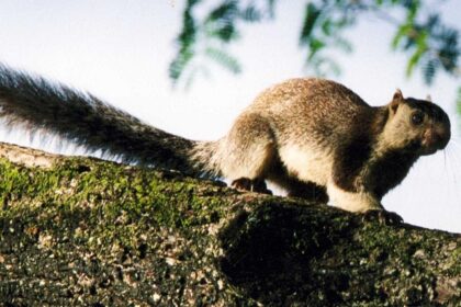 Close-up of an Indian giant squirrel perched on a branch with greenery behind.