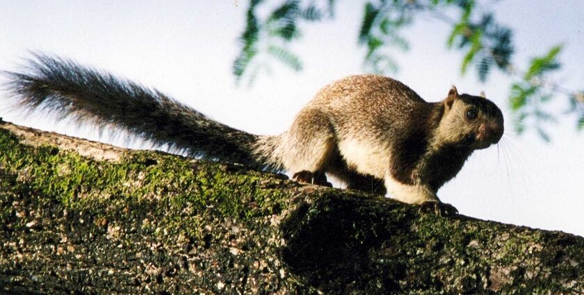 Close-up of an Indian giant squirrel perched on a branch with greenery behind.