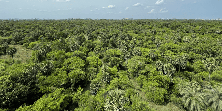Panoramic image of the beautiful Guindy National Park
