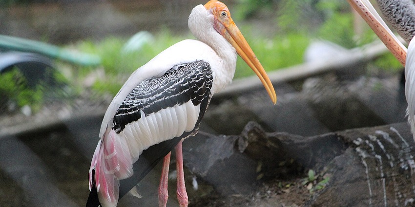 Guindy National Park is one of the best places to visit in Chennai with friends for fun.