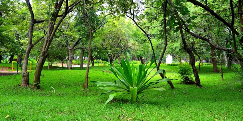 Greenery near pathway at Guindy children's park near the muneeswaran temple in Tamil Nadu