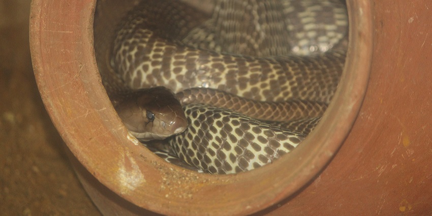 A landscape picture of the majestic cobra at Guindy National Park inside the glass case.